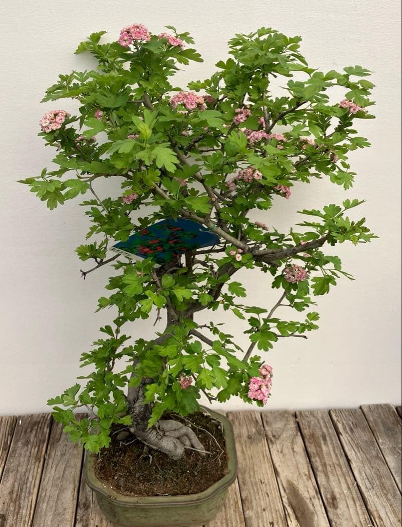 紅花サンザシ　盆栽 Amazon.co.jp: 紅花サンザシ 盆栽 : DIY・工具・ガーデン